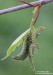 strakáč březový (Motýli), Endromis versicolora (Lepidoptera)